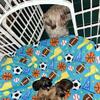 Liver Imperial (tiny) shihtzus