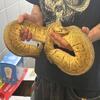 Pastel Pinstripe Female