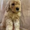 Mini F1B Goldendoodle