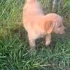 golden retriever puppy  ready for forever home