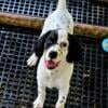 Gorgeous english setter male pups