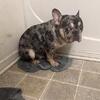 2 year old intact male Merle French Bulldog