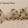 Seal Point Siamese Fur-angel kittens