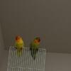 Fischer lovebirds