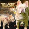 FLUFFY STUD*MERLE*TAN PTS*TESTABLE