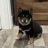 AKC shiba inu puppies, located in southeast Iowa, ready to go home