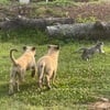 Kangal puppies