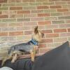 Yorkie stud