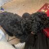 Toy poodles 