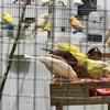 Canaries in Minnesota
