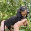 CKC black and tan female doxie