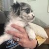 Poodle mix female
