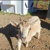 Pygmy/fainter goats for sale