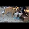 Female Boerboel