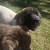 Akita's AKC preregistered Purebreed