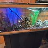 55 gallon fish tank