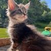 Tortie Female Maine Coon Kitten