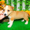 Jack Russell X Type. Great with KIDS!!!