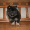 Pomeranian Puppies M/F