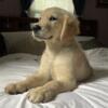 Male Golden Retriever Puppy