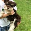 Beautiful Mini Schnauzer fur babies