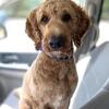 STUD SERVICE ONLY. Proven Stud- Standard Poodle with abstract white markings/OFA/genetic tested 