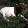 Boer Doe