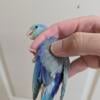 Young Parrotlet available