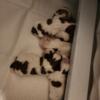 Shih Tzu Puppies Born Sept 11, 2024 AKC/CKC Registered