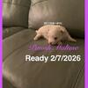 Maltese Female- Nano teacup, AKC & CKC, intact, litter of five (5)
