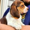 Chocolate Tri-Color male & female Tri color beagles, UKC & AKC out of OFA tested, titled parents.