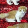 Shark the red / orange Scottish fold kitten