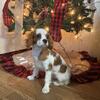 Cavalier King Charles Spaniels