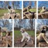 Anatolian Shepherd Livestock Guardian Dog puppies