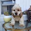 Cocker spaniel male looking for home