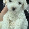 Bichon babies! 350