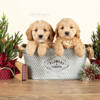 Mini COCKAPOO Puppies FOR SALE!