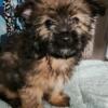 Male Shorkie Puppy ready to go