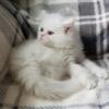 Purebred Persian White Female - Ready to go