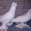 Pigeons