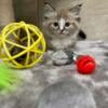 Tica registered male Ragdoll Kitten