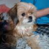 Shorkie Female looking for new home