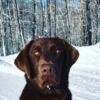 Labrador Retriever Puppies Upper Peninsula of Michigan