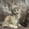 Maine coon Lynx Point Highlander Kittens 810-357-5915