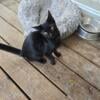 black Barn Kittens- Male