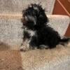 Shihpoo Pups for Sale