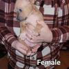 Blue Nose Brindle Pitbull Puppies