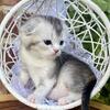 Scottish fold silver shaded