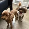 Breeding Pair Miniature Poodles