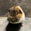 Purebred Teddy Guinea Pigs